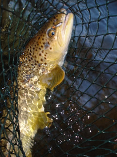 aspen-outfitting-company1